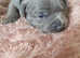 Dewellblue Staffy Pups