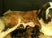 Leonberger look puppies Ready now