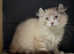 American curl silver girls rare breed