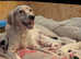English setter puppies