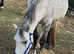 6 year old mare infoal due soon