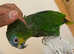 Cuddly Tame Talking Amazon Parrot