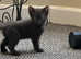 Canadian sphynx x british shorthair sphynx