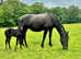 Stunning Black PRE Registered Mare 15.3hh