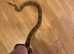 Female boa constrictor and vivarium for sale