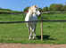 14.2 Registered Connemara Gelding Happy Hacker 18yrs old