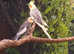 Pair of Cockatiels 1 pied female 1 grey male