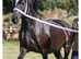 4 year top class mare