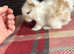 Super cute, friendly fluff balls!