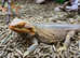 Adult Female Re-Home Bearded Dragon at Birmingham Reptiles