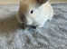 French lop bunnies