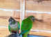 Stunning young conure parrot for sale