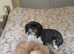 Shih tzu puppies