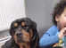 Female rottie