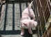 West highland terrier puppies 5 months old
