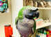 Beautiful baby Derbyan Talking Parrot