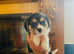 One corgi x cavalier puppy ready for her new home