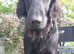 Beautiful litter of 9 flat coat retrievers born 1st April