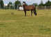 Welsh Section a mare pony 12.2 h