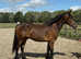 Lovely big welsh d gelding
