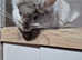 Beautiful chinchillas for sale
