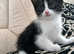 I have 4 lovely  kittens  very quite and clean