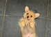 Miniature Dauchshund/Pomeranian cross puppies