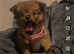Pomchi puppy