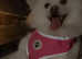 Japanese spitz female