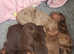 Pedigree Miniature dachshund puppies