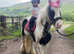 *Fantastic child's pony*