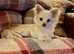 Kc Registered Chihuahua girl