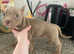 Pocket bully puppies READY TO GO!