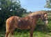 Registered Welsh c gelding fun all rounder