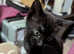 Black kitten.