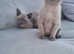 Tonkinese kitten available to the right home