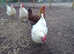 Welsummer chicken's point of lay / laying hens