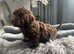 Toy poodle puppy