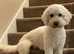 2 beautiful females sisters looking for forever homes