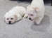 Sweet Maltese Puppies Looking for Their Forever Homes!