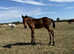 Part-bred Arab Colt