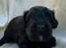 Stunning schnoodle girl puppy