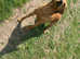 Kc toy poodle