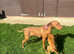 Kc registered Hungarian vizslas