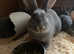 5 Siberian Baby rabbits for sale