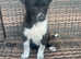 Stunning rough collie x boarder collie puppies for sale