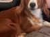 Welsh springer Spaniel female