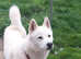 Siberian husky's