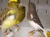 Beautiful Canaries available