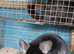 Baby Black velvet Female